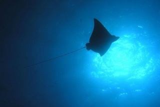 Manta raya en el mar